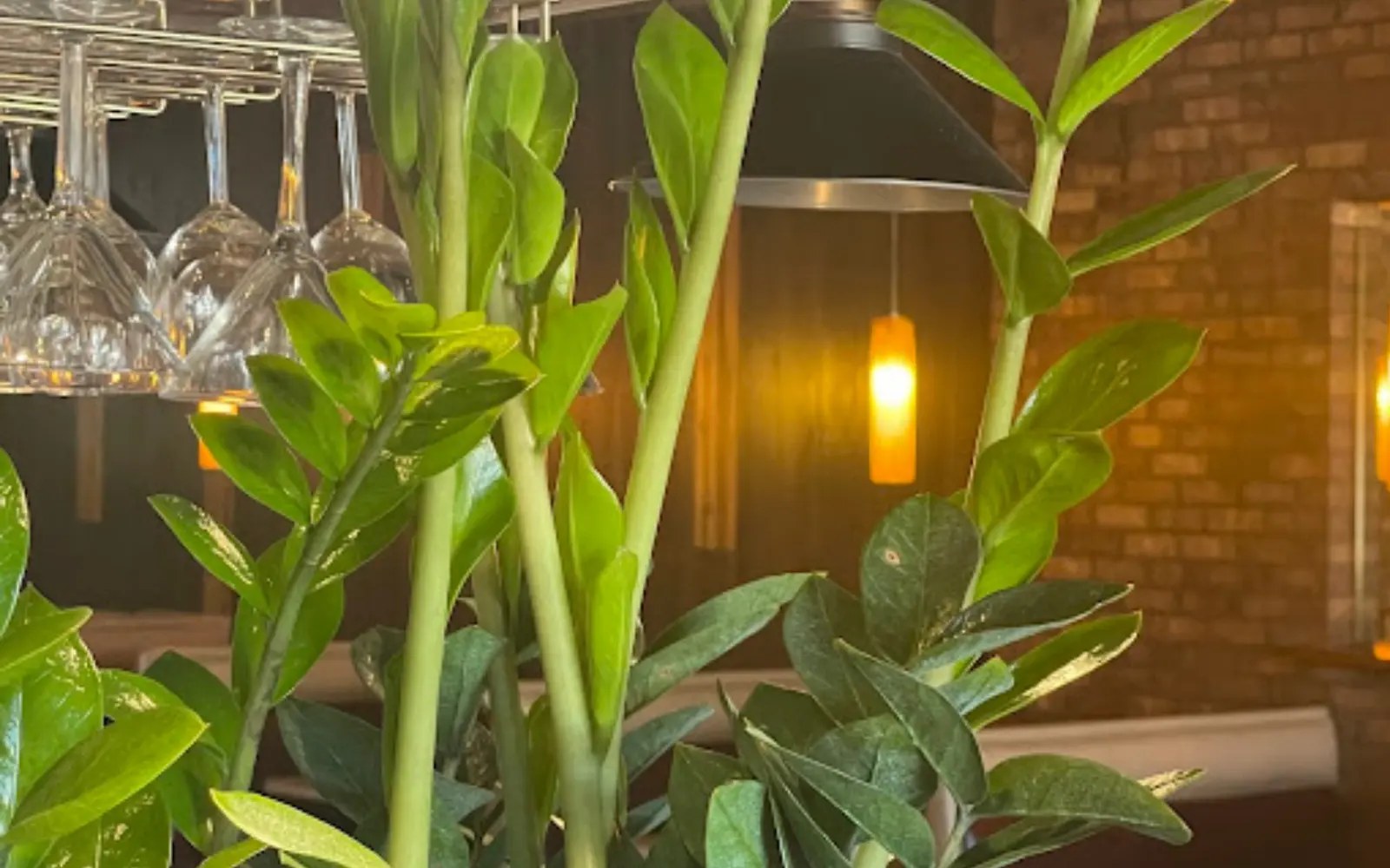 Green plants and warm lighting inside Wild Basil